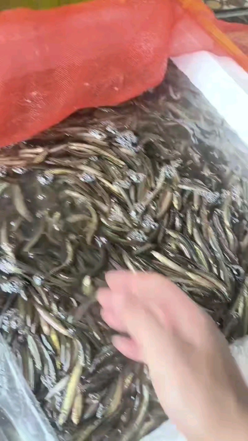 精品小泥鳅，筛分好3到5.5厘米，挂钩，打窝，放生喂鱼