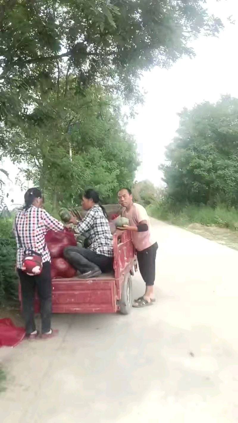 一品香南瓜
