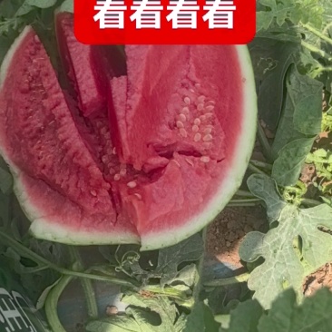 今天是7月9号陕西渭南澄县目前佳宝大量上市价格便宜，