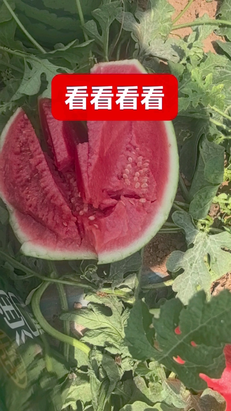 今天是7月9号陕西渭南澄县目前佳宝大量上市价格便宜，
