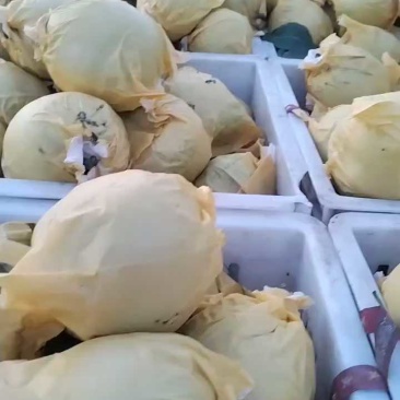 苏翠一号梨精品518梨夏玉，高甜承接商超电商供货代收代发