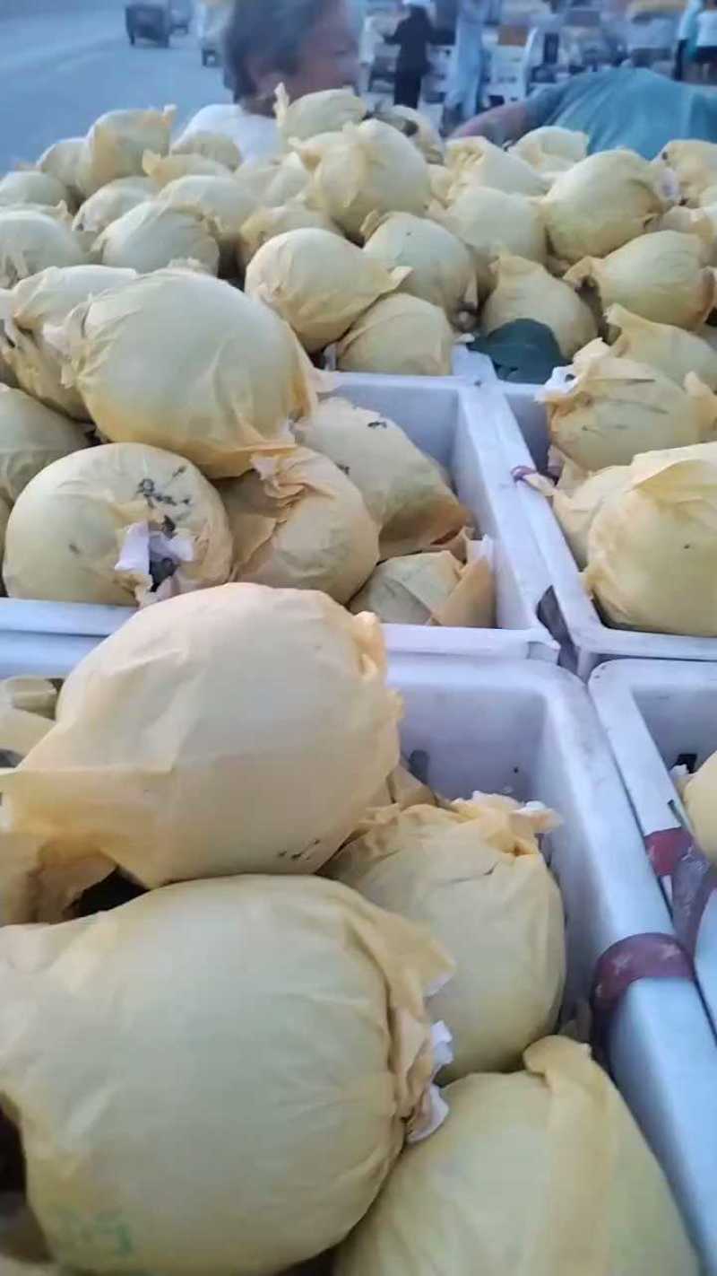 苏翠一号梨精品518梨夏玉，高甜承接商超电商供货代收代发