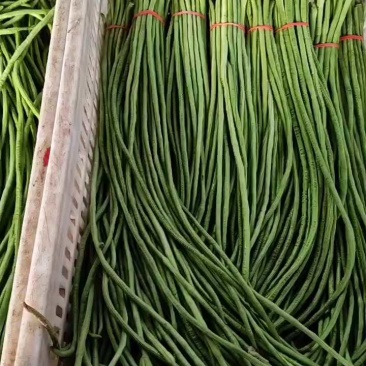 长豆角豇豆大量上市颜色好条型均匀货量大