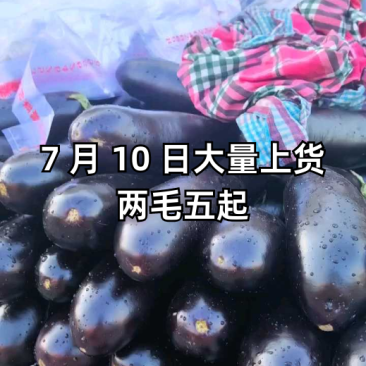 紫长茄子，青茄子各种精品茄子需要联系我，货量充足质量保证