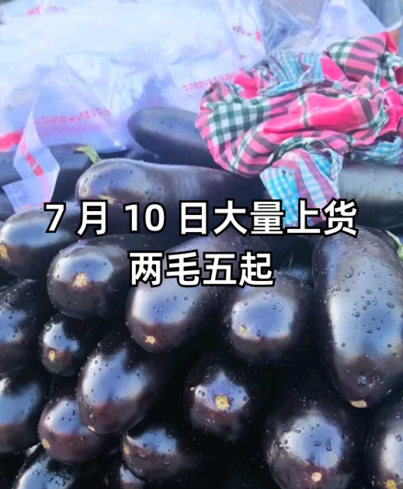 紫长茄子，青茄子各种精品茄子需要联系我，货量充足质量保证