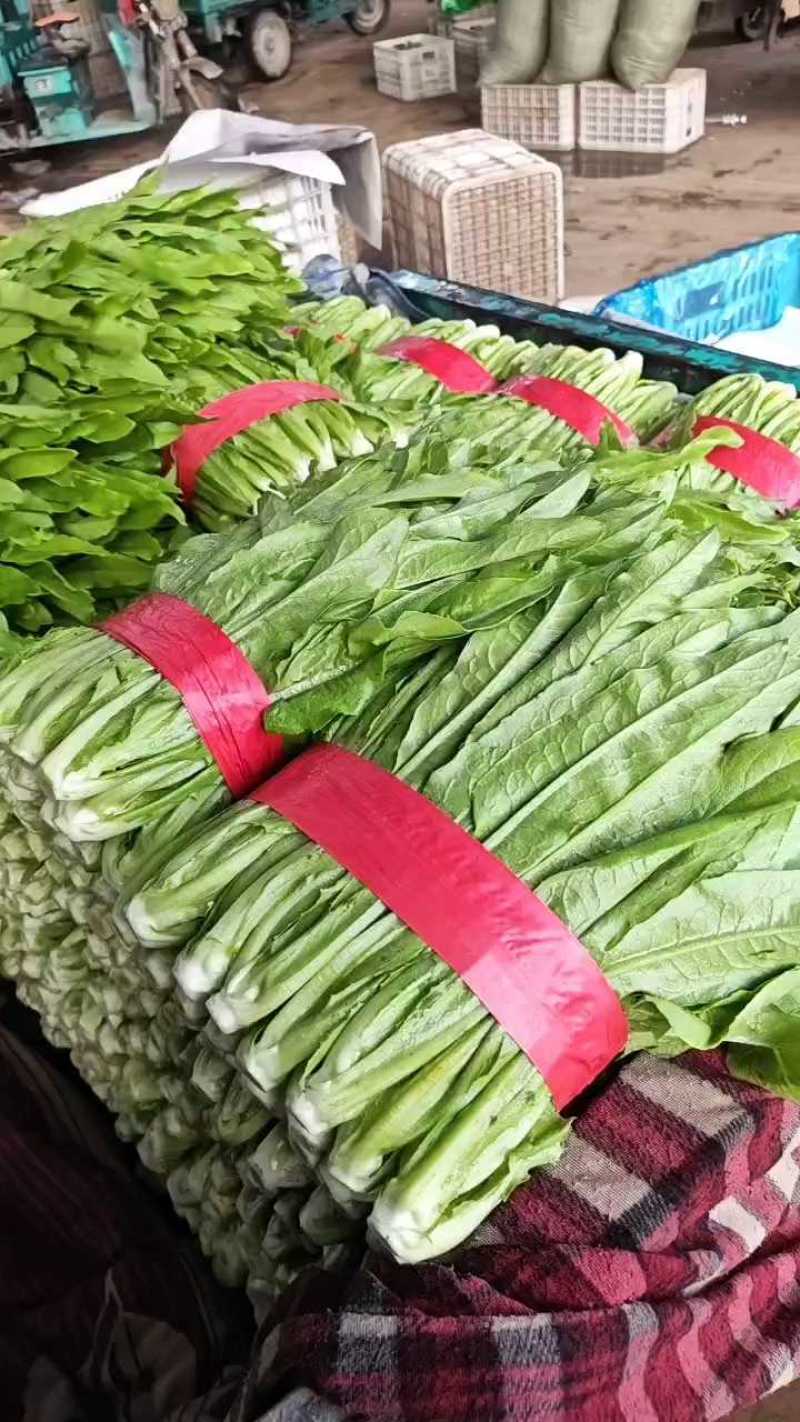 油麦菜30~35厘米以上有专业打包工人可提供打冷