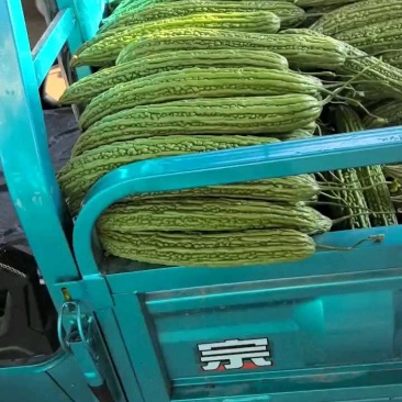 精品苦瓜三毛一斤，精装打包现切