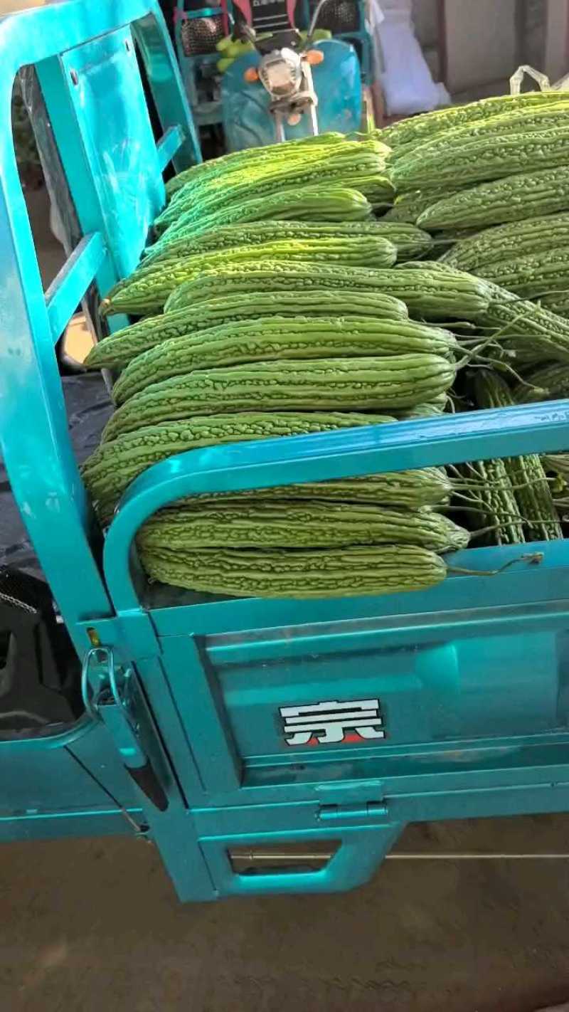 精品苦瓜三毛一斤，精装打包现切