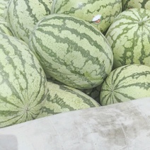 宁夏精品金城五号西瓜硒砂瓜/石头瓜/金花系列个头大保熟