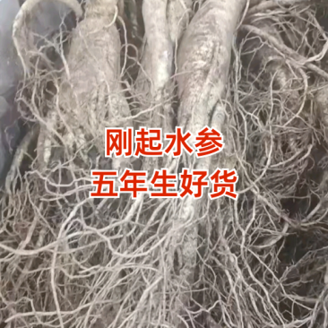 刚起水参五年生，多规格新鲜好货