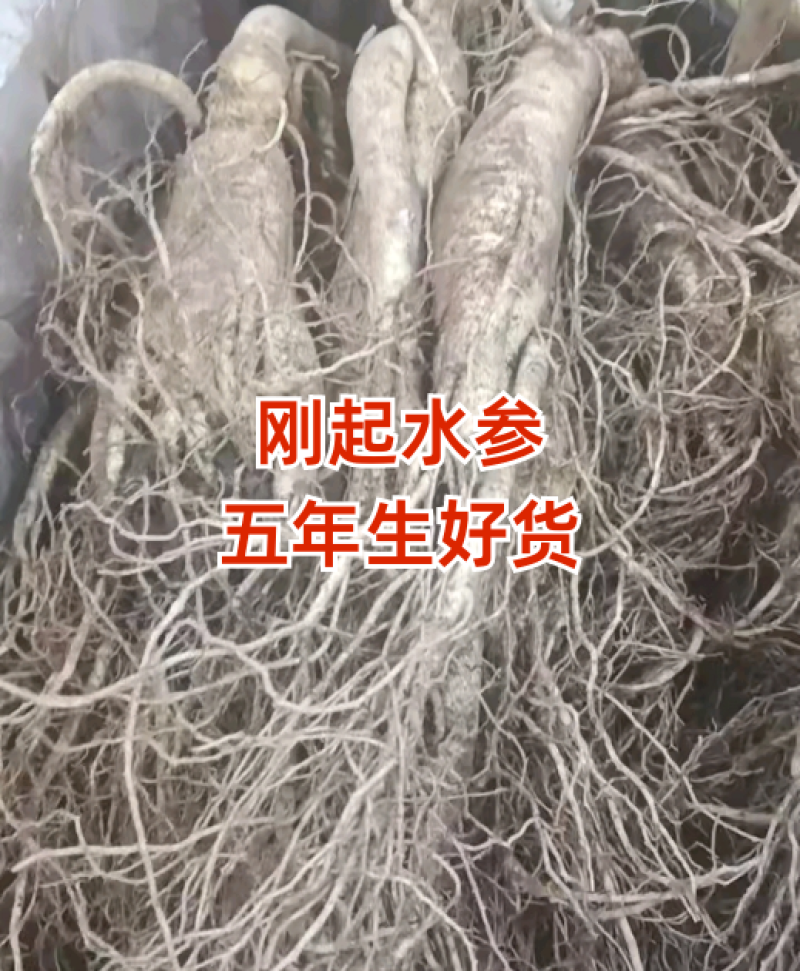 刚起水参五年生，多规格新鲜好货