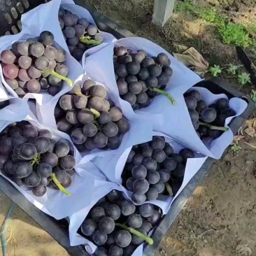 【推荐】夏黑葡萄大量接单产地直发量大从优欢迎来电