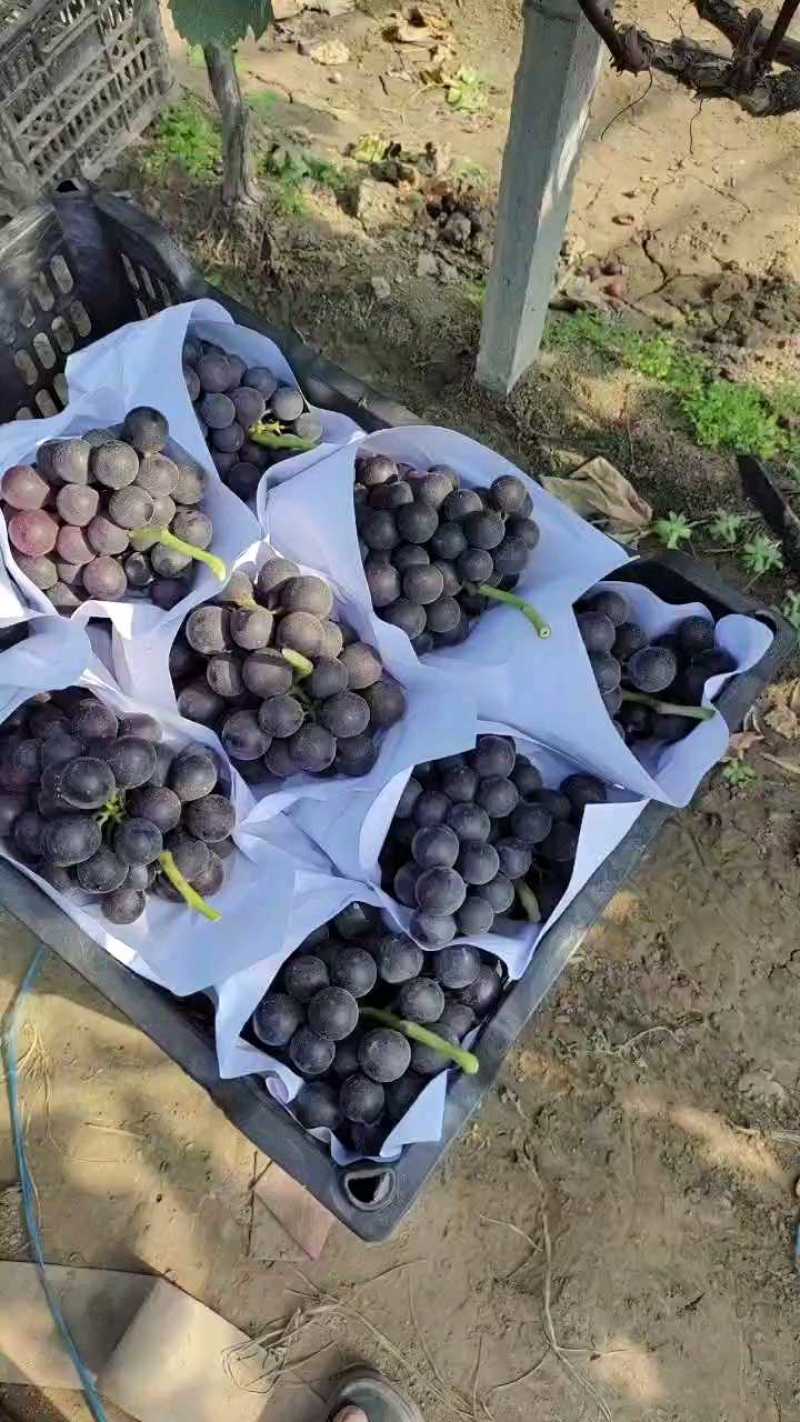 【推荐】夏黑葡萄大量接单产地直发量大从优欢迎来电