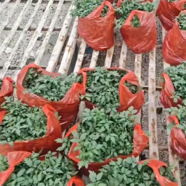 早熟西红柿,石头果红果番茄苗,高抗死棵线虫,抗TY包成活