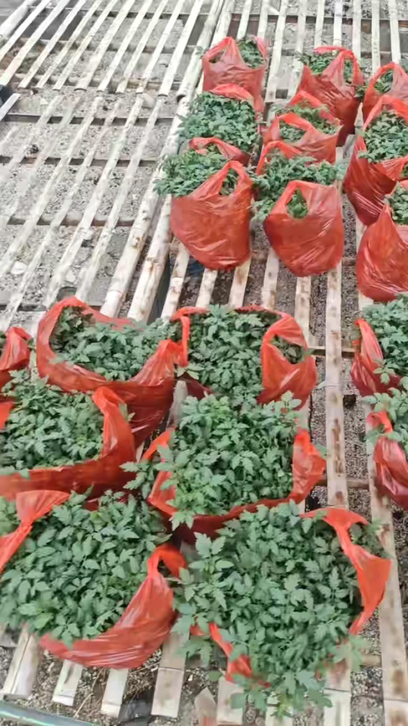 早熟西红柿，石头果红果番茄苗，高抗死棵线虫，抗TY包成活