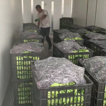 【精品】意大利生菜，新鲜采摘，大棚供货，口感优质