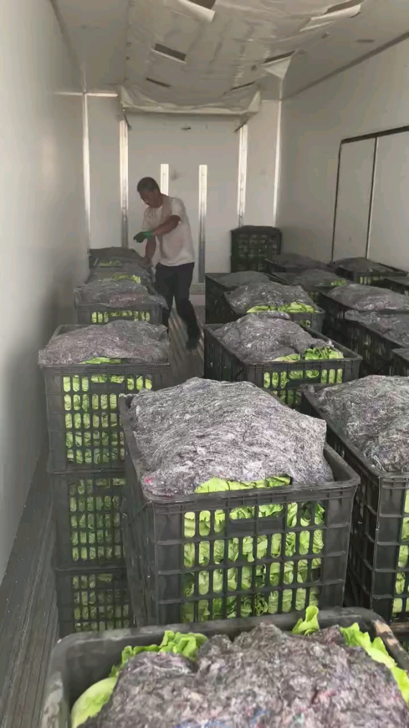 【精品】意大利生菜，新鲜采摘，大棚供货，口感优质