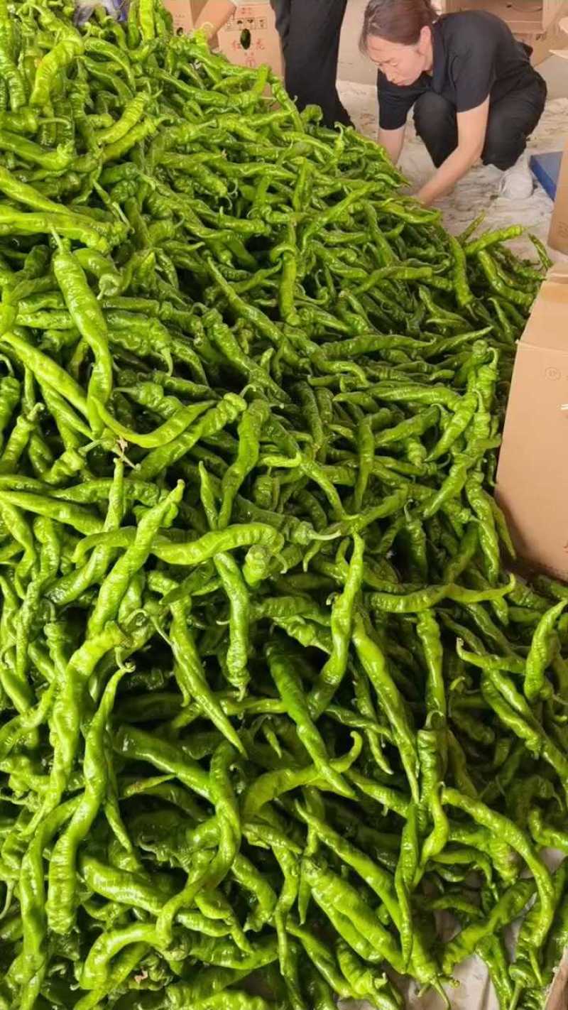 1【推荐】麻花螺丝椒大量供应需要的老板联系支持各种包装