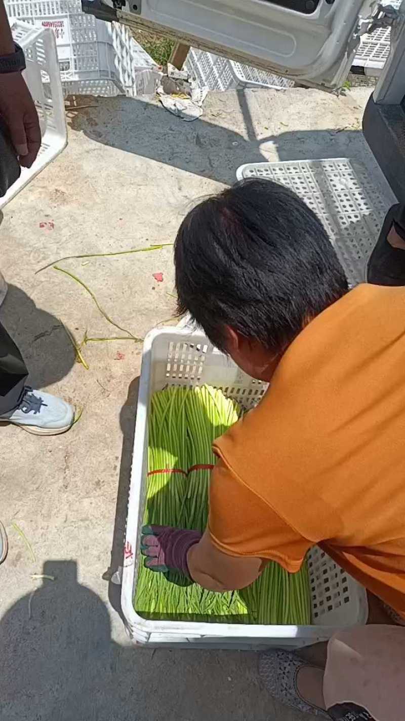 山东红帽蒜苔（薹）产地现摘质量保证可代发货长度30左右