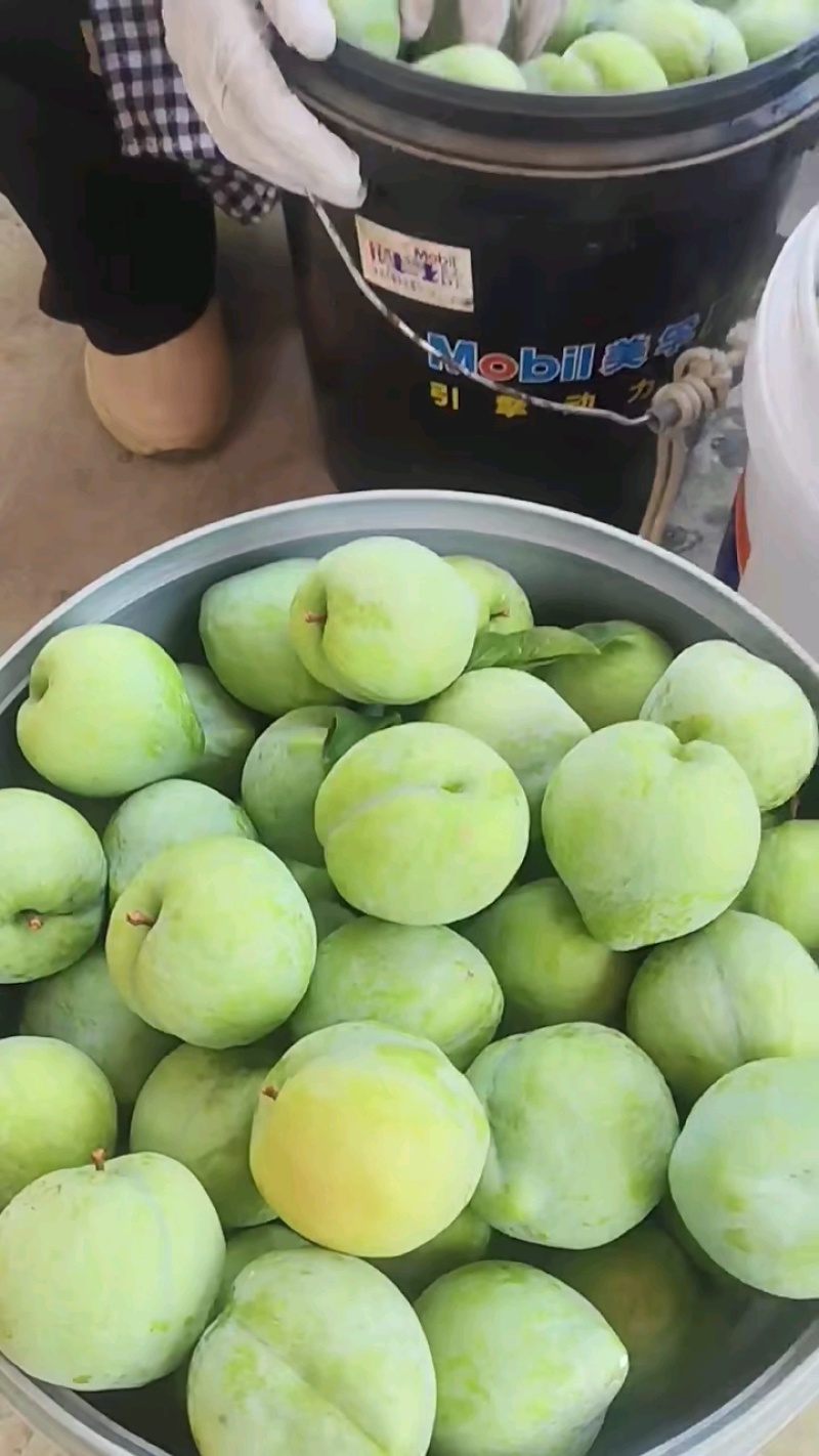 奈李，口感脆甜多汁产地货源充足规格齐全可对接电商市场商超