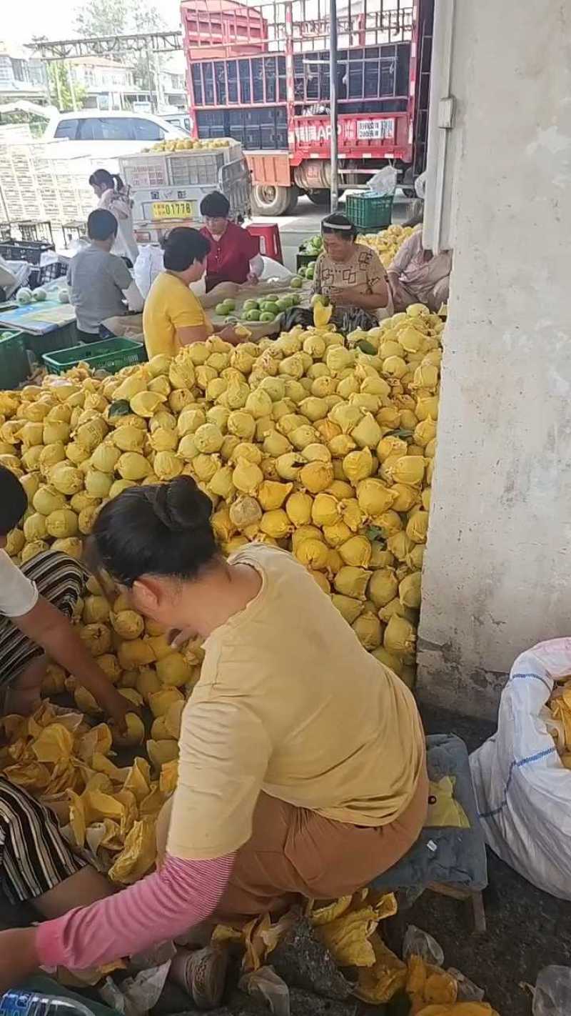 【诚信商家】安徽砀山翠玉梨产地直发质量上乘对接商超