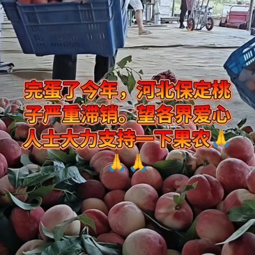 十块一筐桃，看这质量，赶紧要