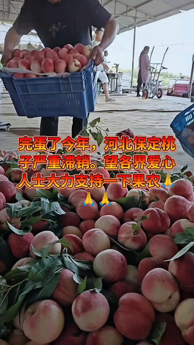 十块一筐桃，看这质量，赶紧要