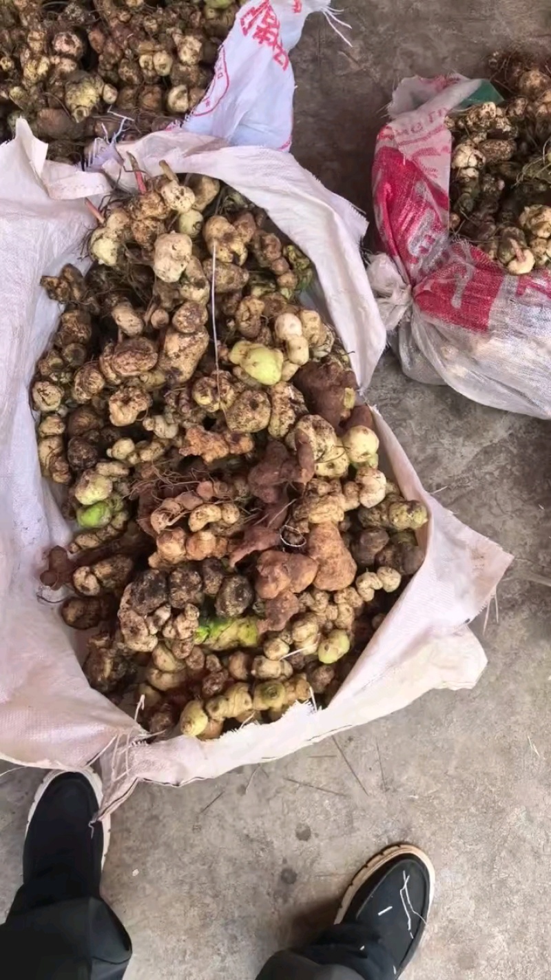 野生黄精，一手货源，品质保证，可视频看货，诚信经营
