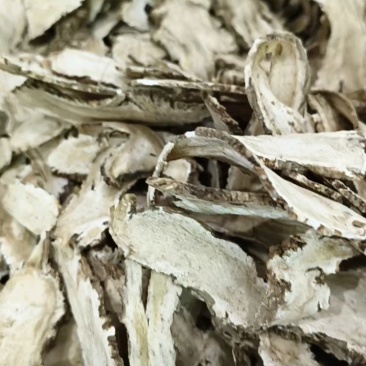 野生当归，品优好，原产地发货，大量供货，批发加零售