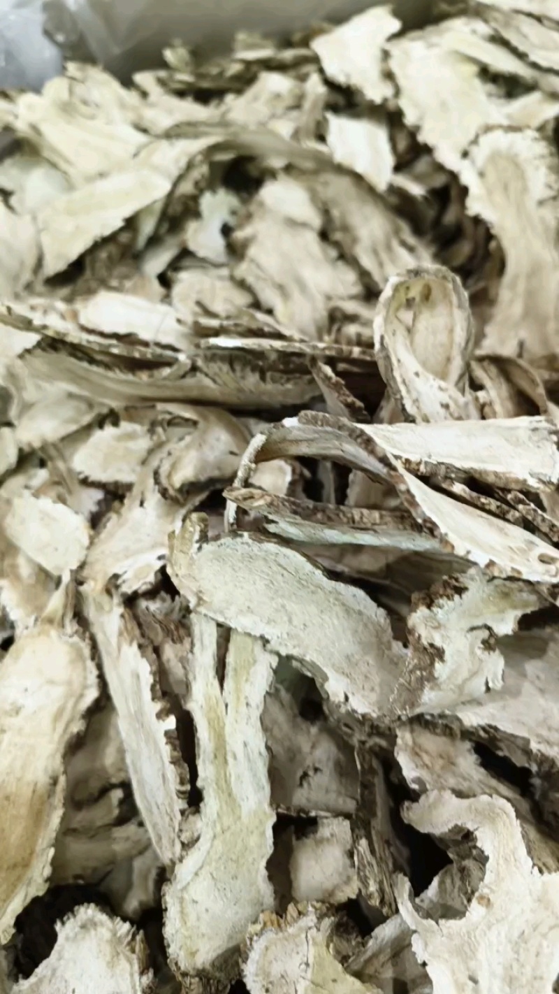 野生当归，品优好，原产地发货，大量供货，批发加零售