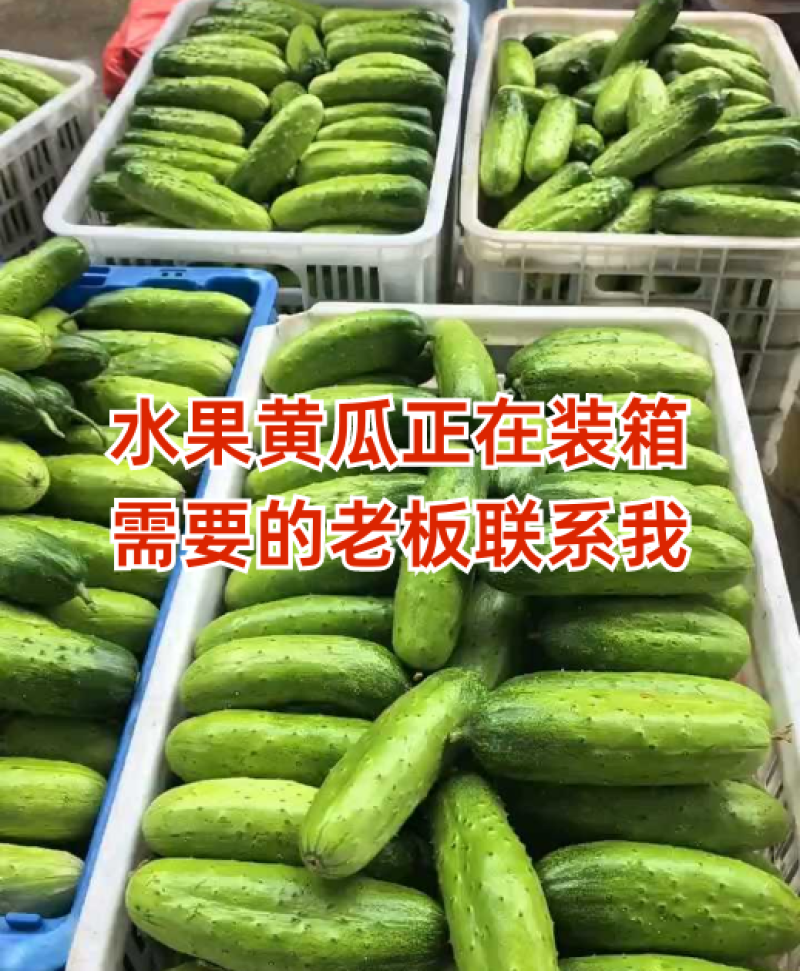 水果黄瓜支持产地视频看货源充足以质论价欢迎来电