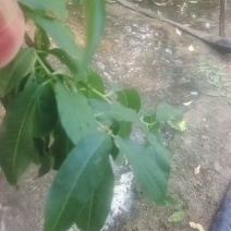 祥符区万亩毛桃基地