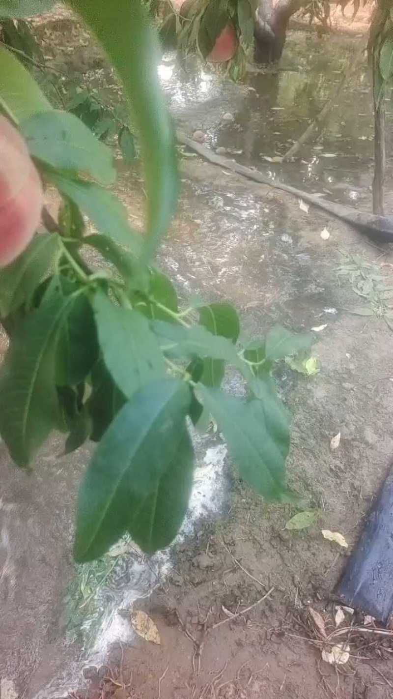 祥符区万亩毛桃基地