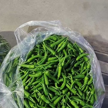 樟树港辣椒新鲜樟树港辣椒产地看货论价保质保量