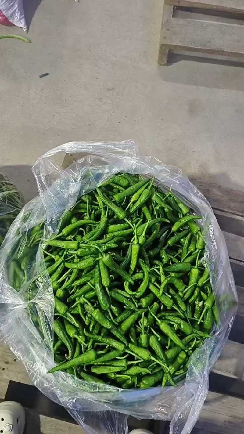 樟树港辣椒新鲜樟树港辣椒产地看货论价保质保量