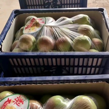 【精品】新梨七号皮薄产地直发货源充足欢迎咨询合作