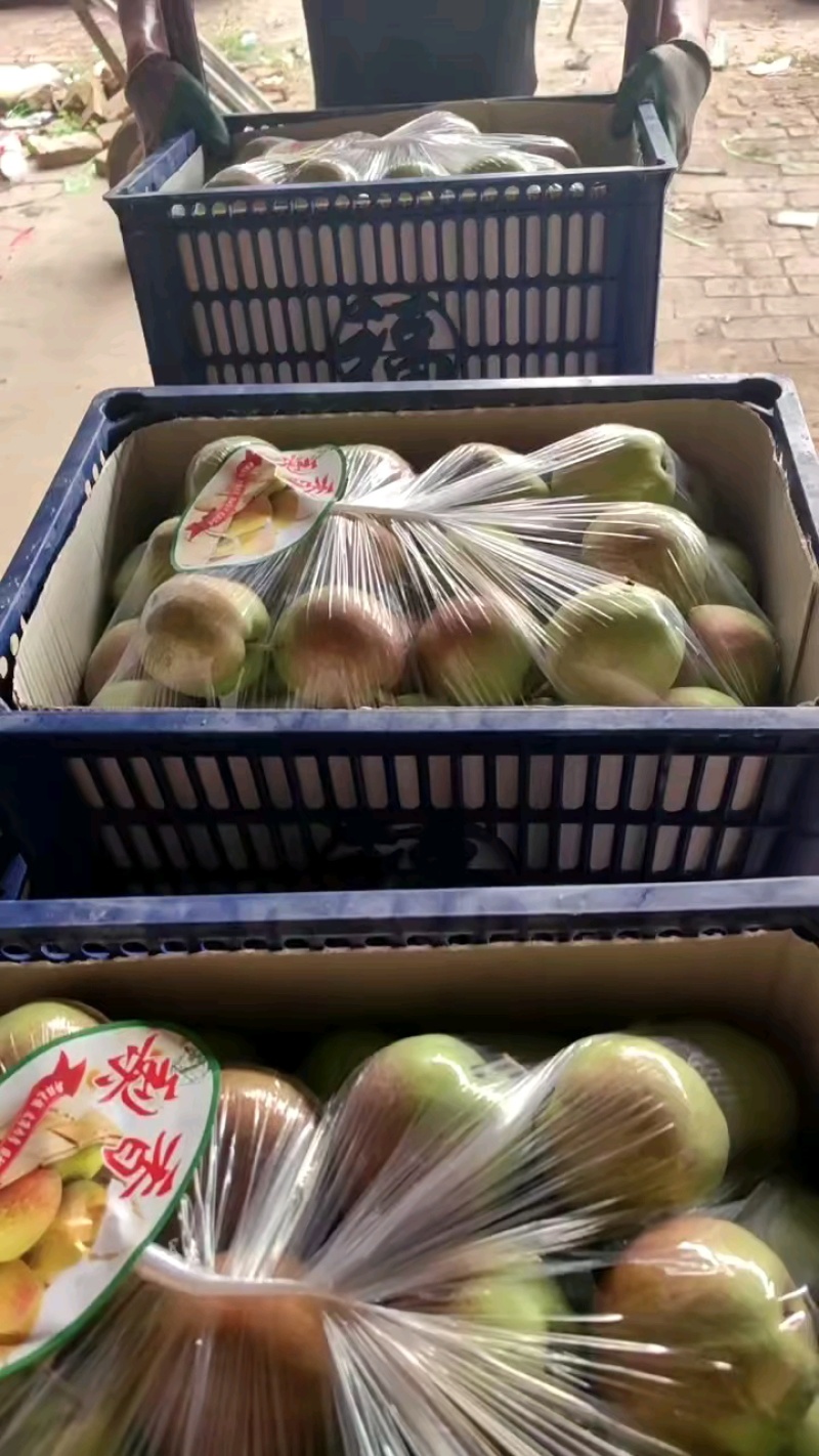 【精品】新梨七号皮薄产地直发货源充足欢迎咨询合作
