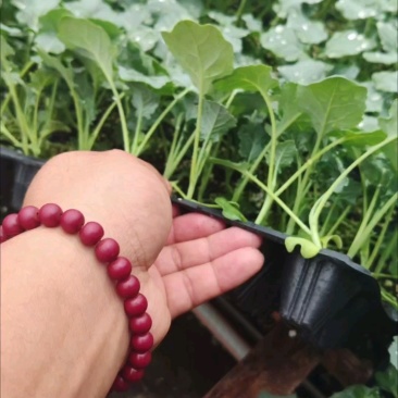 西蓝花苗炎秀耐寒优秀先正达蔓陀绿布鲁诺6号