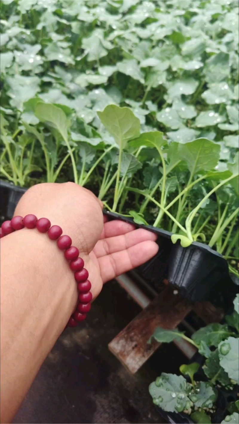 西蓝花苗炎秀耐寒优秀先正达蔓陀绿布鲁诺6号