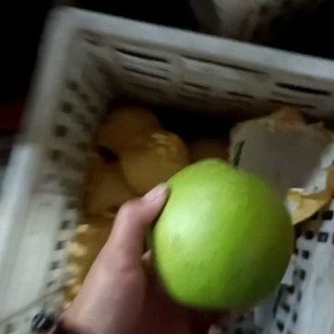 翠玉梨新玉皇冠秋月承接超市电商档口货源充足