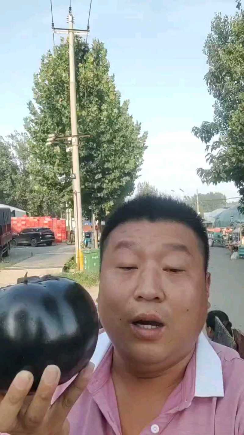 聊城紫光圆茄，产地现货速发，产品保质保量欢迎选购