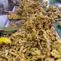 （批发价）小黄姜，山东生姜，一手货源对接全国客商