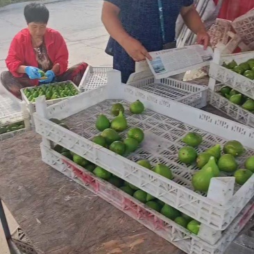 威海青皮无花果批发代发