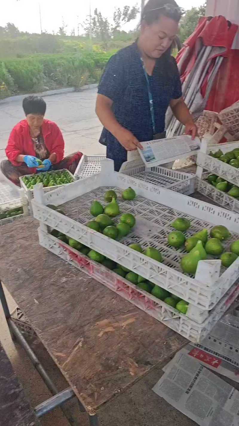 威海青皮无花果批发代发
