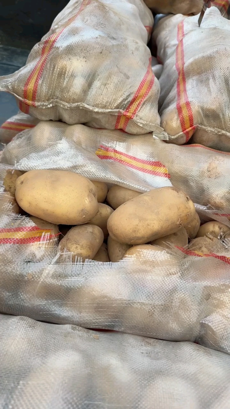 山东冷库土豆大量现货出售，产地直销，货源充足，全国发货