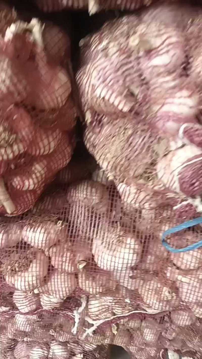 大青稞蒜种，农户一手货源，晚熟抗病强