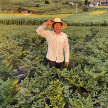 甘肃正宗当归无硫干货批发特级煲汤泡水原产地中药材正品整条