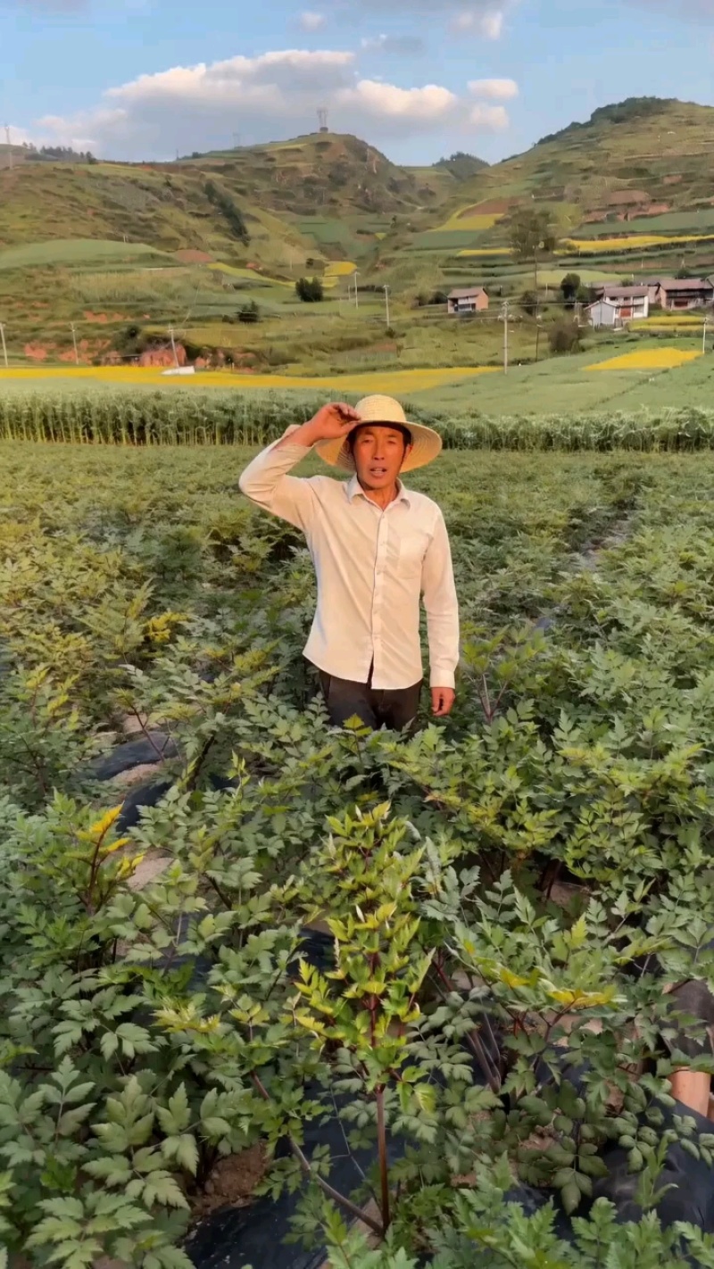 甘肃正宗当归无硫干货批发特级煲汤泡水原产地中药材正品整条