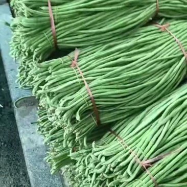豆角精品豆角大量供应优质豆角，颜色好看，厂度70