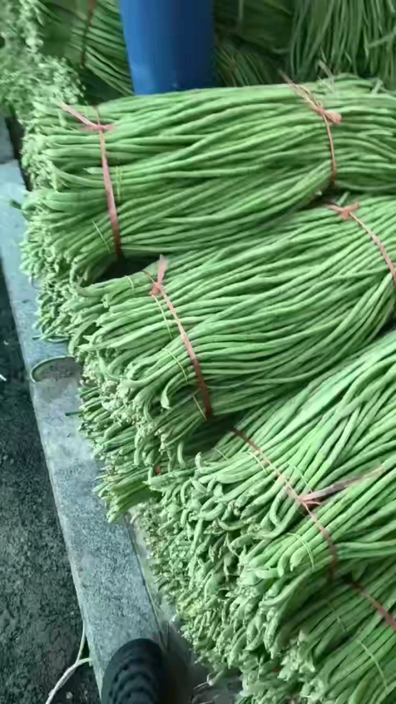 豆角精品豆角大量供应优质豆角，颜色好看，厂度70